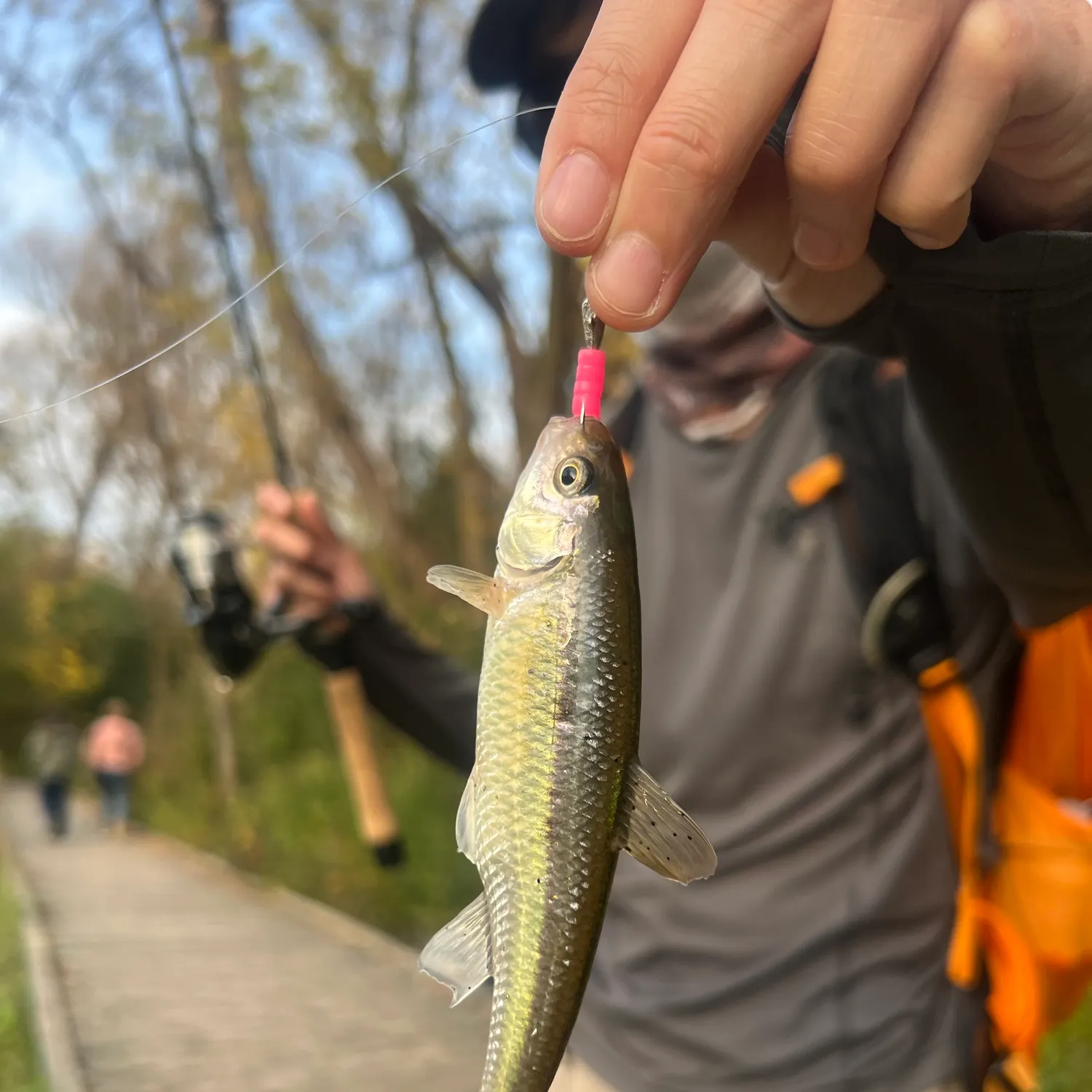 Creek chub caught on Fishbrain