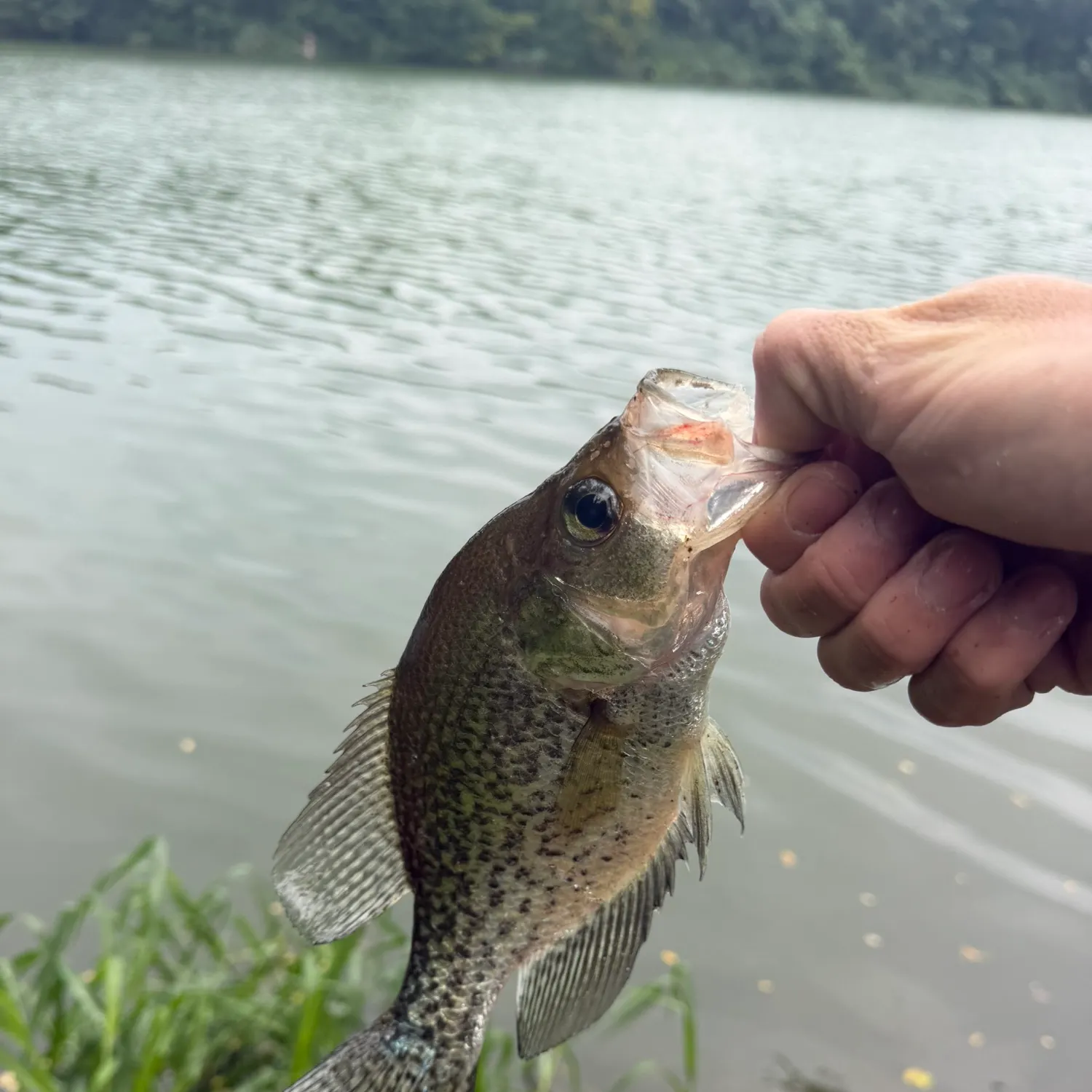 Black crappie caught on Fishbrain