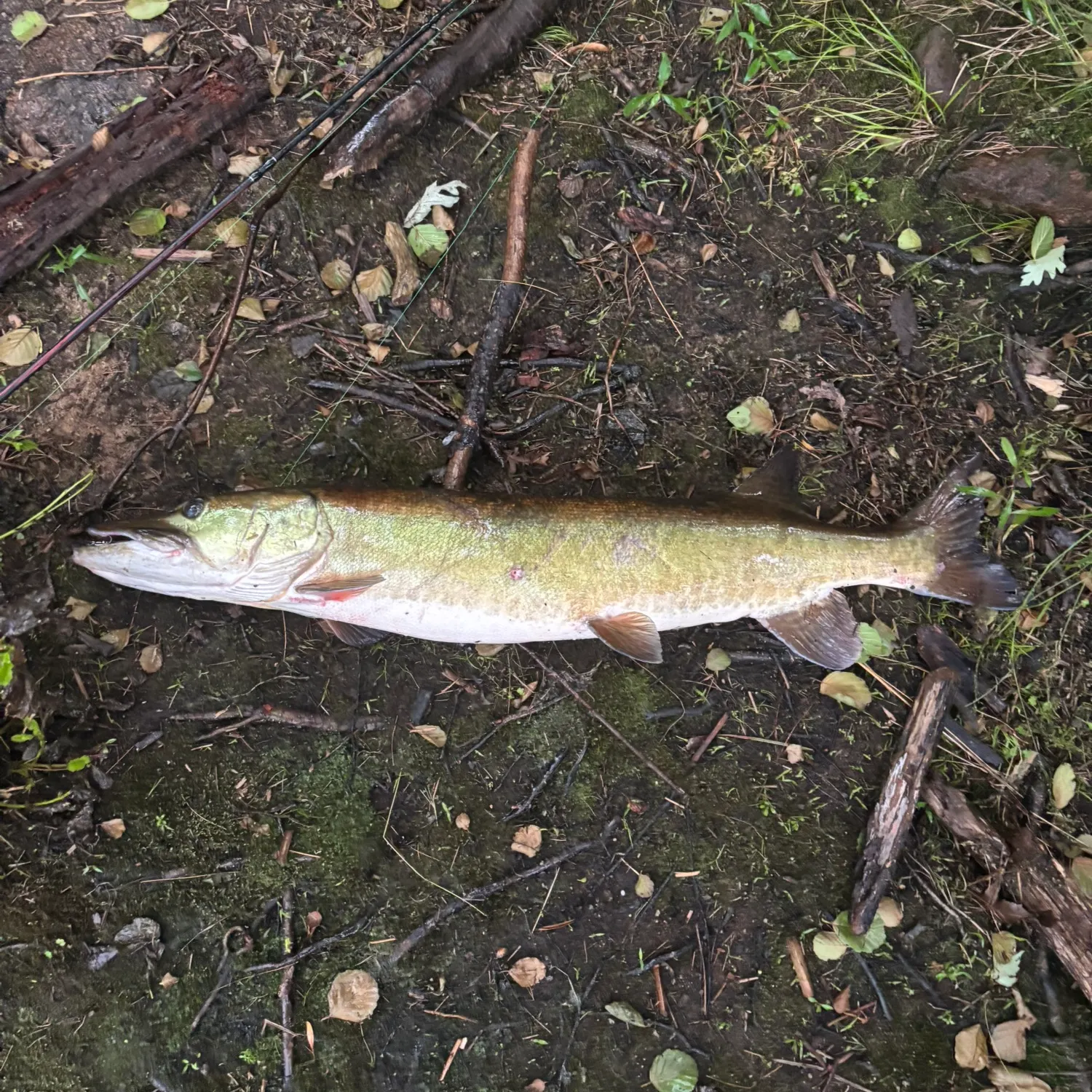 The most recent Muskellunge catches on Fishbrain