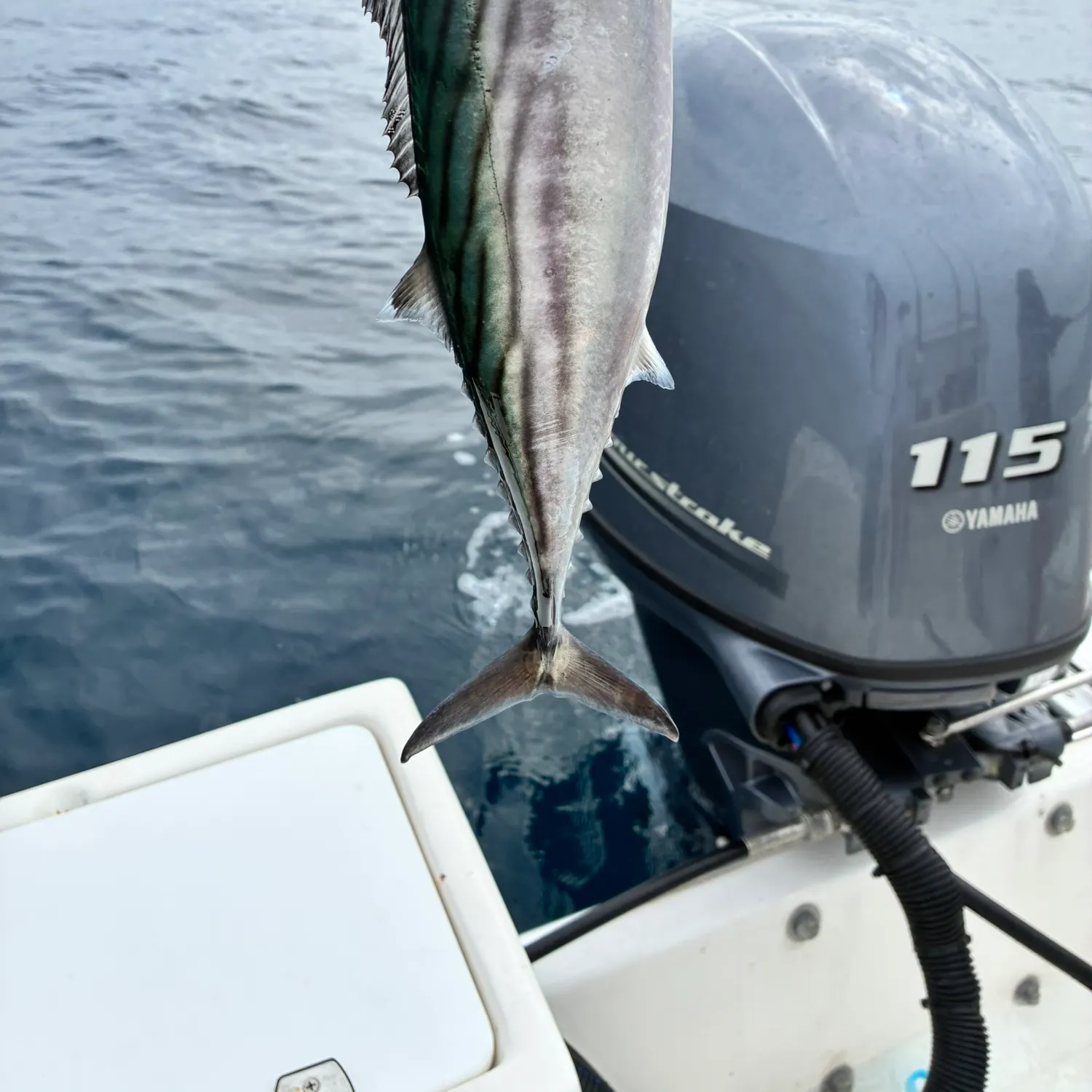 Pacific bonito caught on Fishbrain