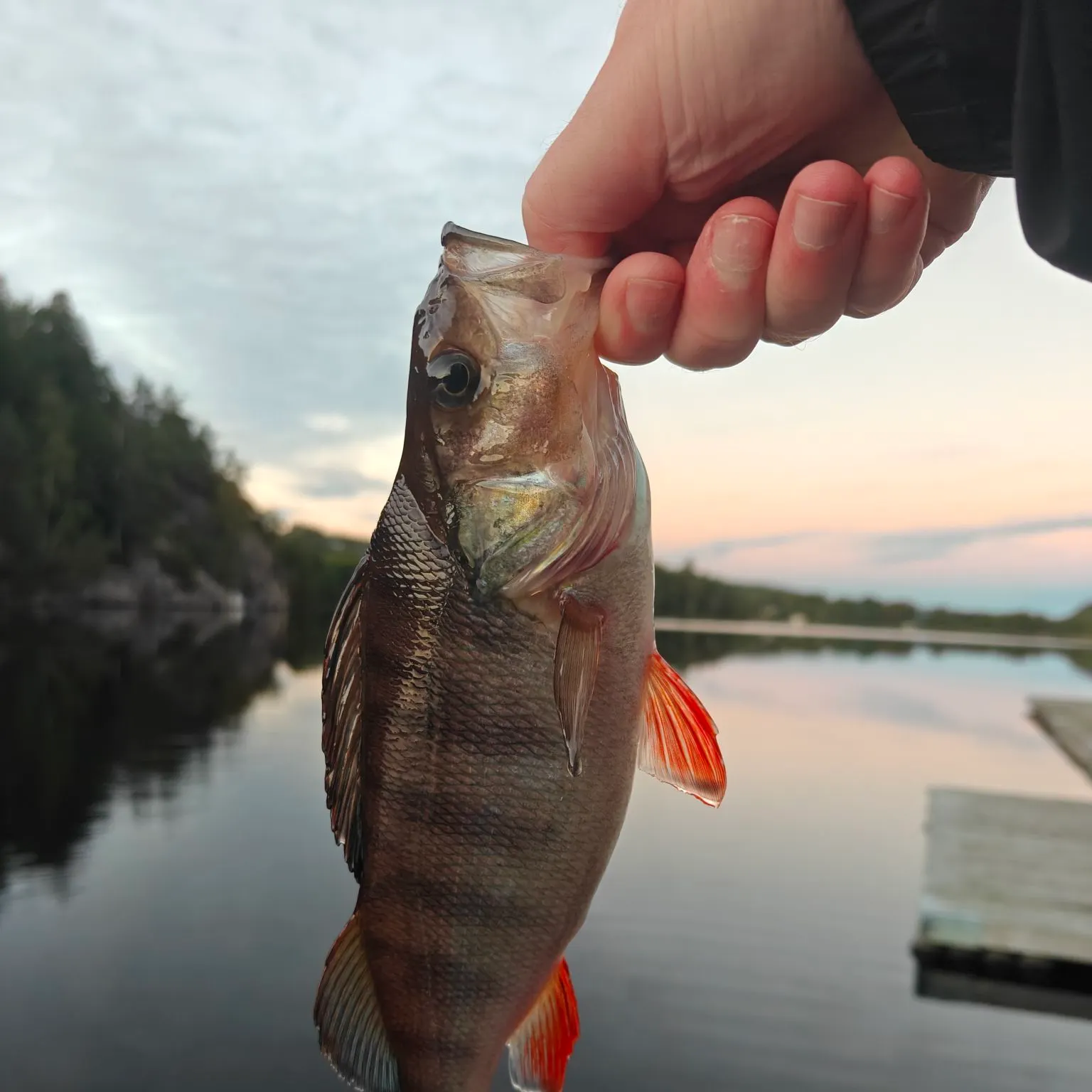 European perch caught on Fishbrain