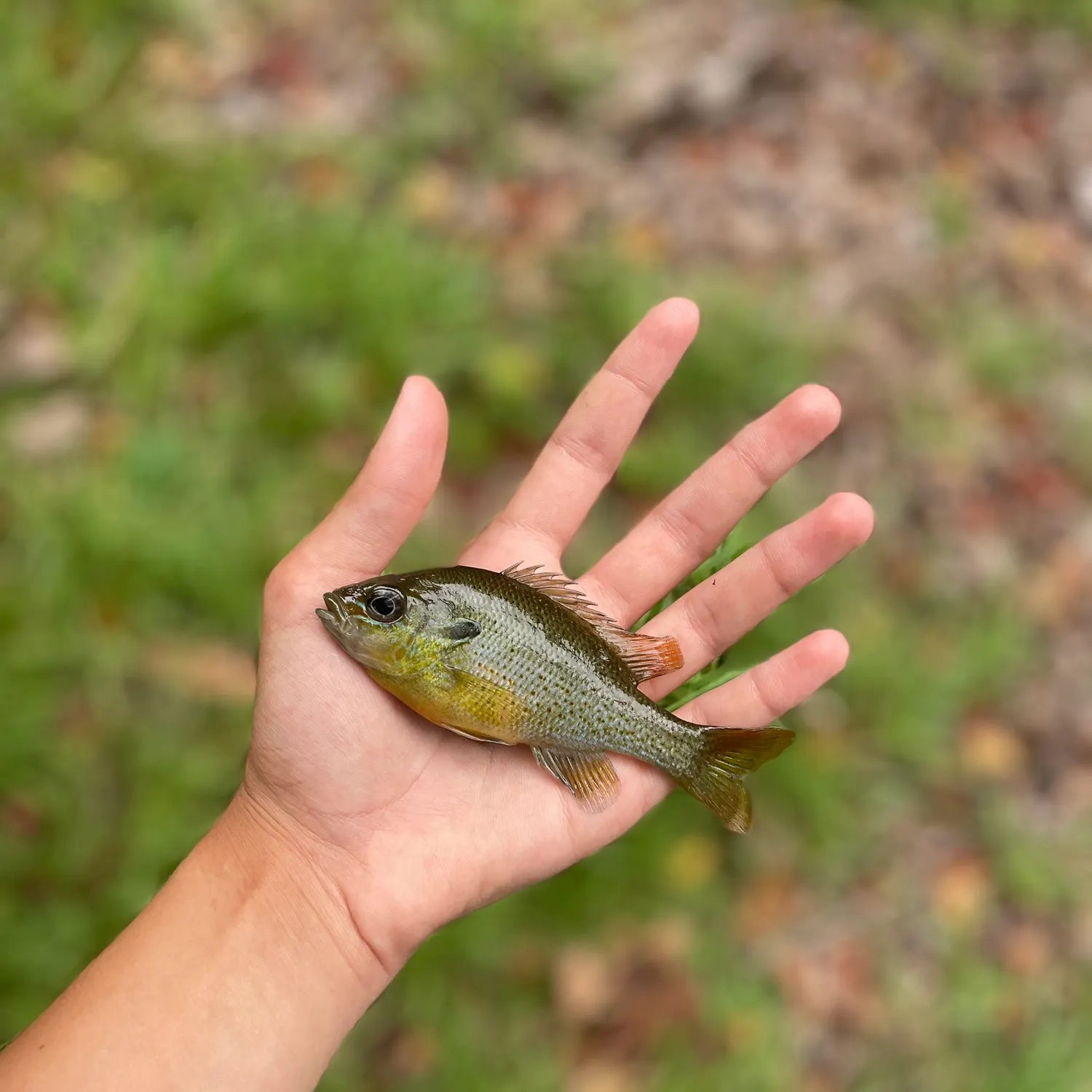 Redbreast sunfish caught on Fishbrain