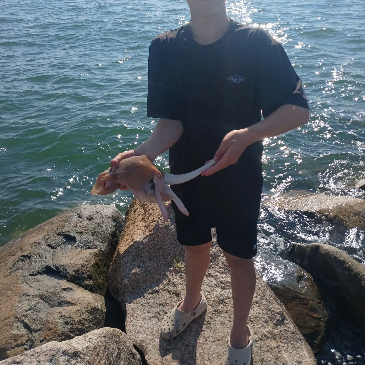 The most recent Rosette skate catches on Fishbrain