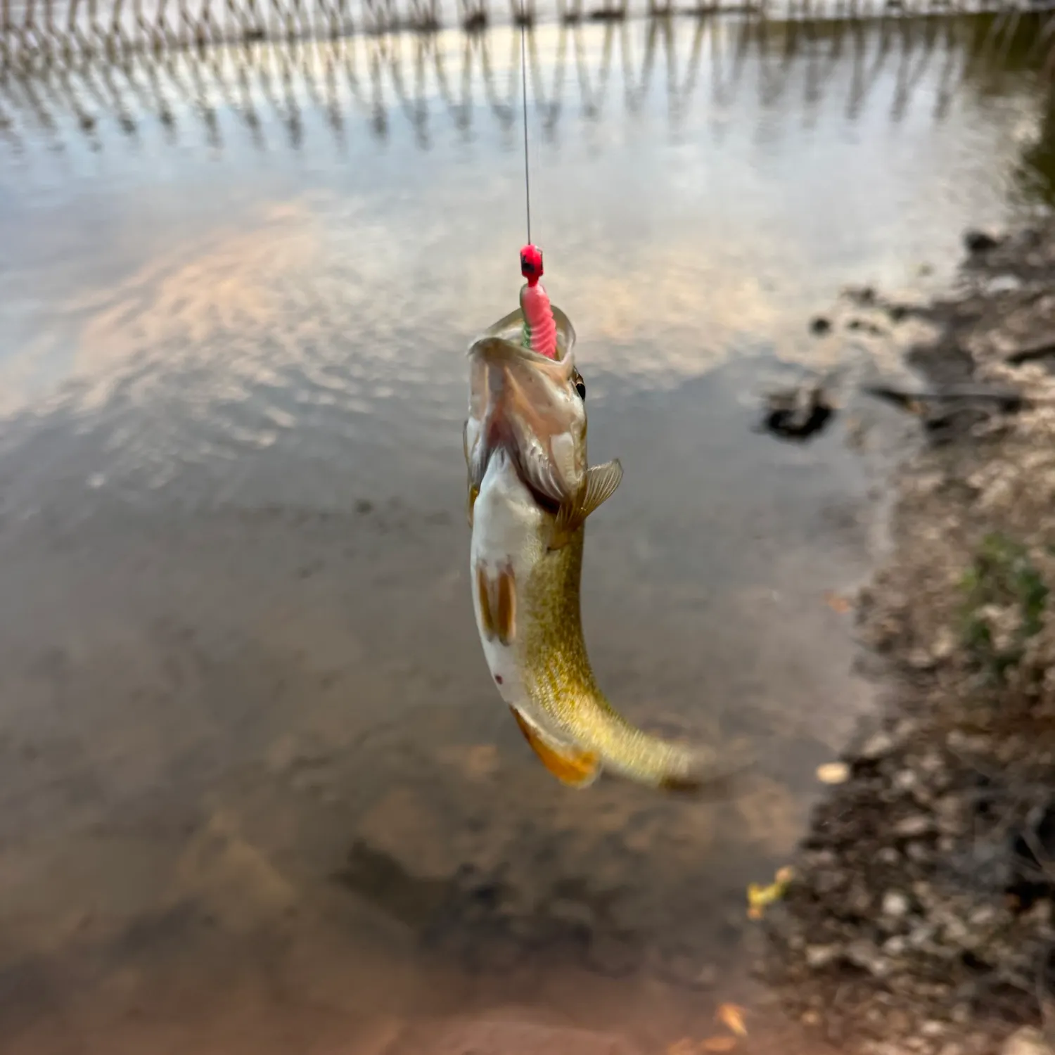 Smallmouth bass caught on Fishbrain