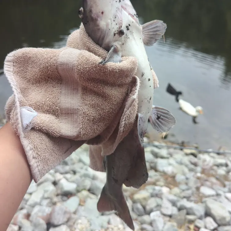 Channel catfish caught on Fishbrain