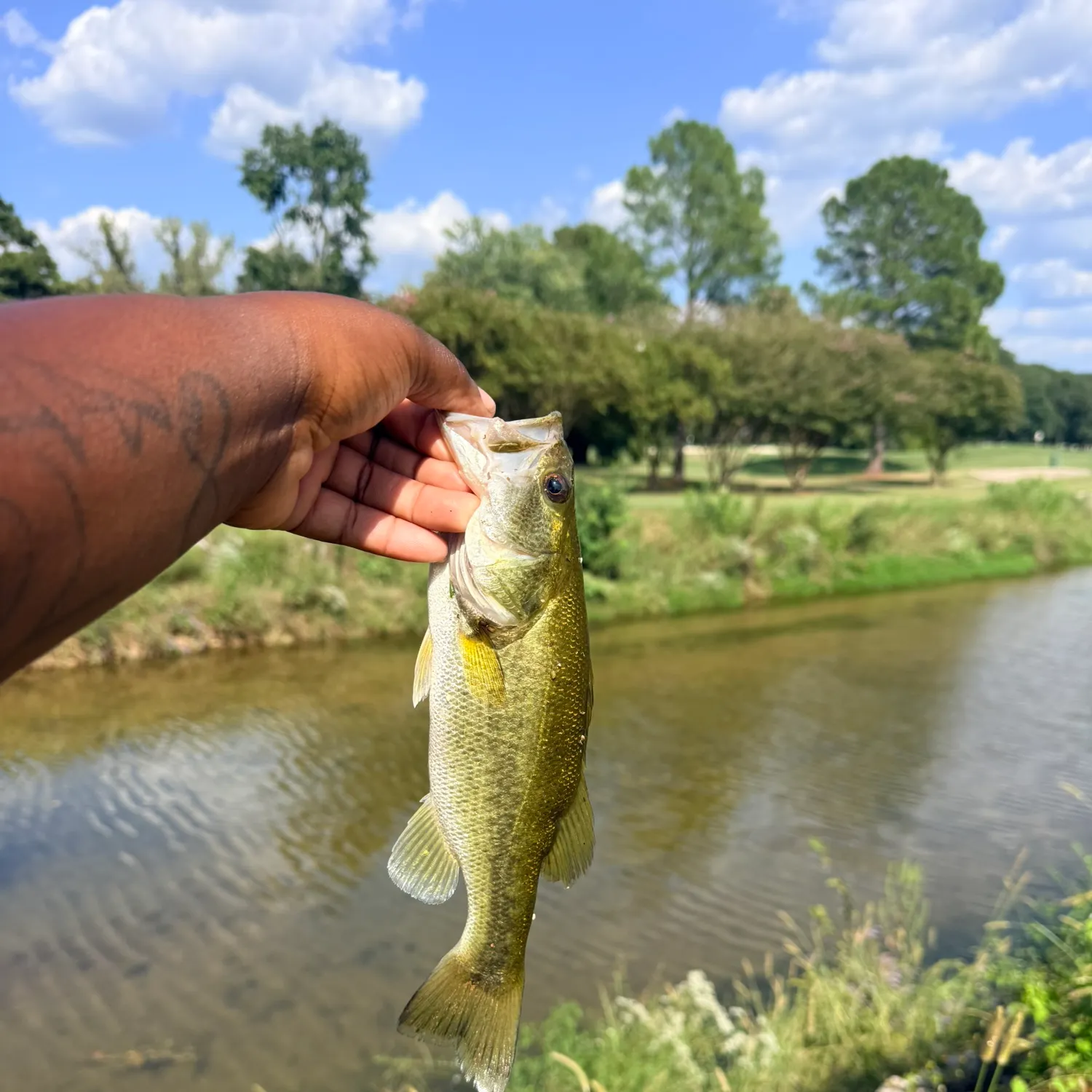 Largemouth bass caught on Fishbrain