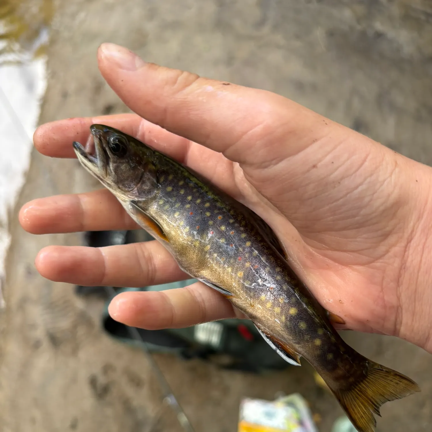 Brook trout caught on Fishbrain