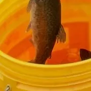 Rainbow trout caught on Fishbrain