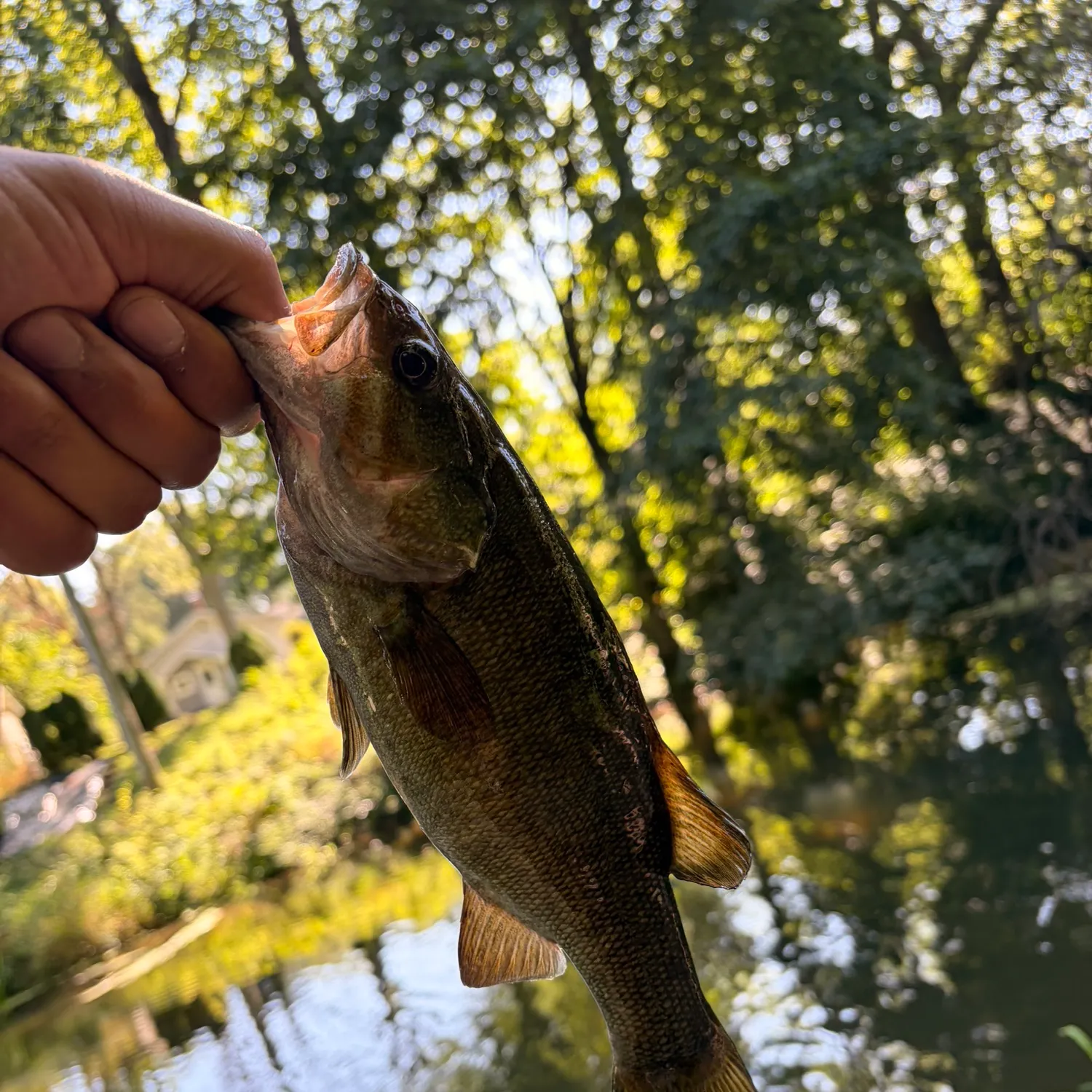 Smallmouth bass caught on Fishbrain