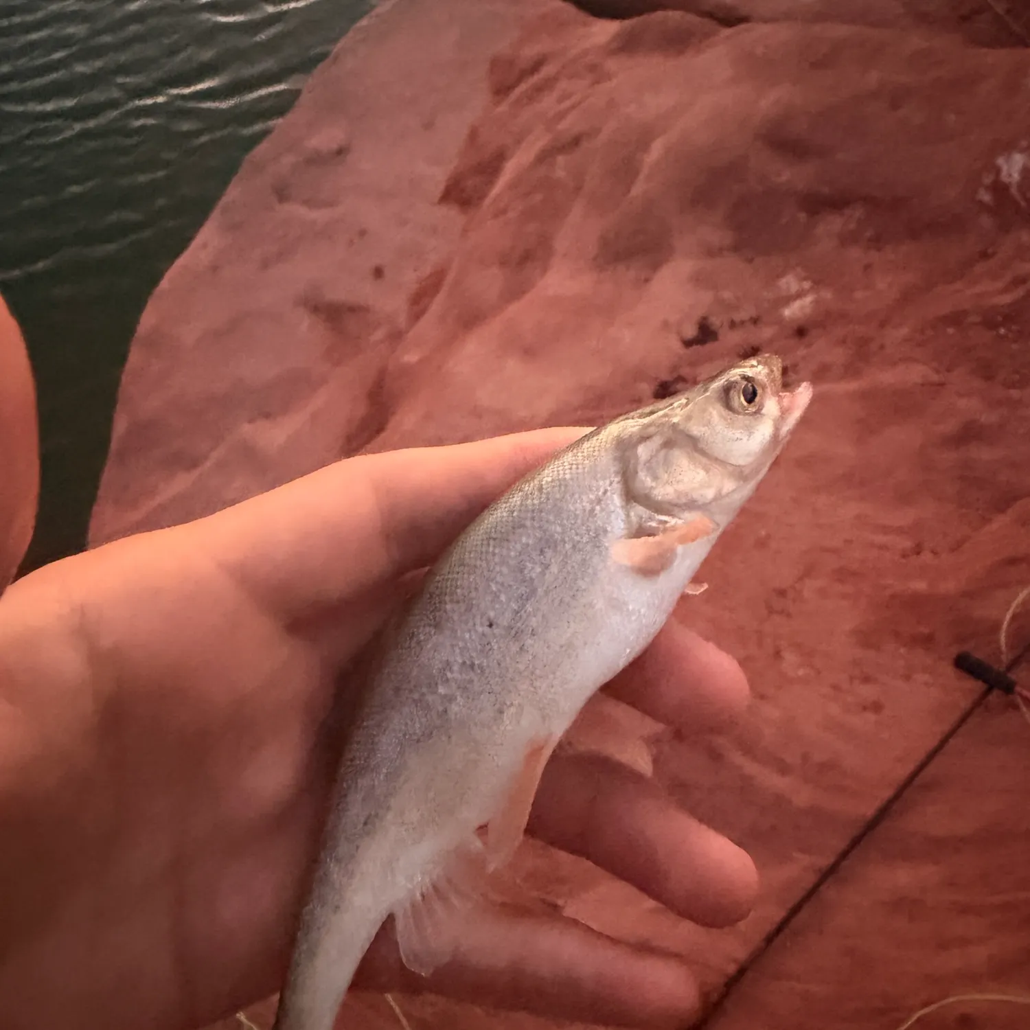 The most recent Virgin chub catches on Fishbrain