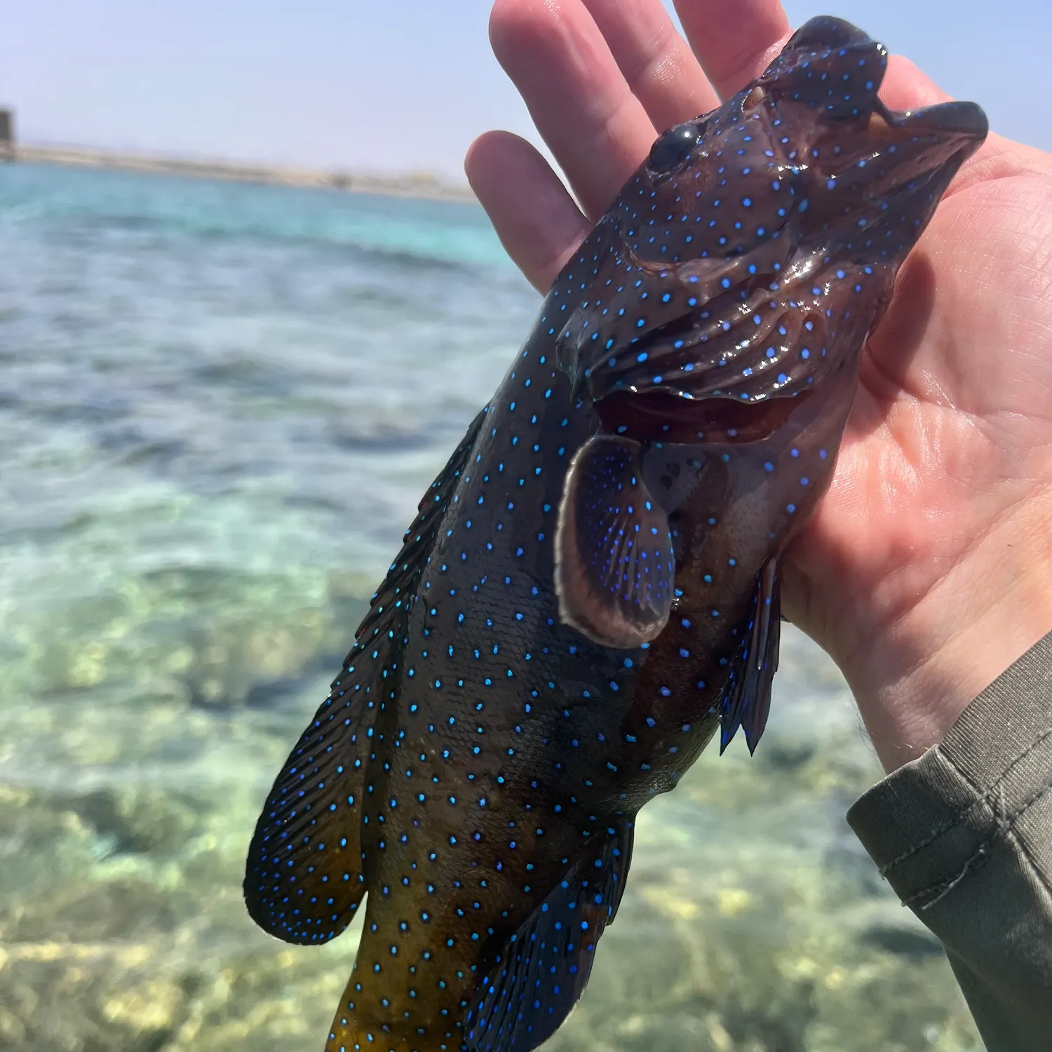 The most recent Peacock hind catches on Fishbrain