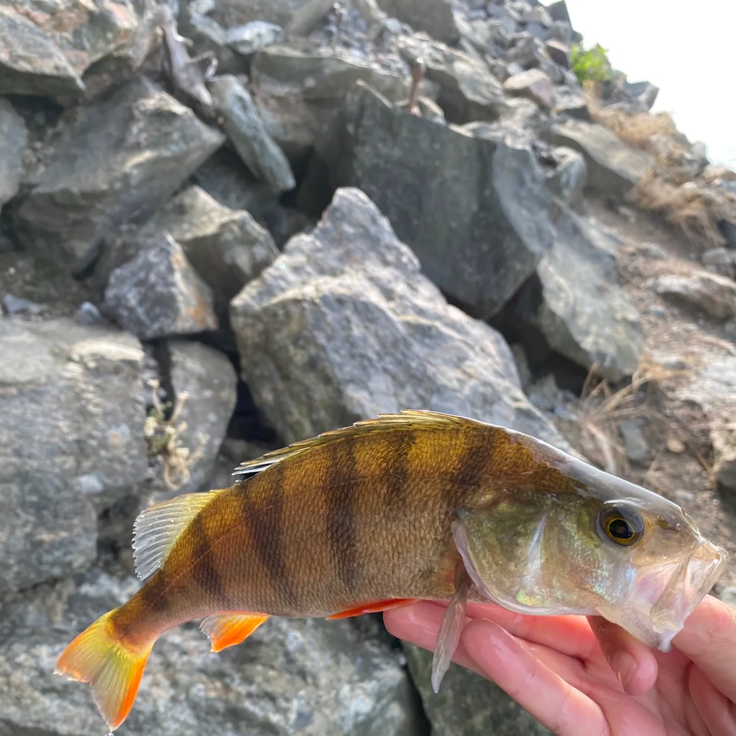 European perch caught on Fishbrain