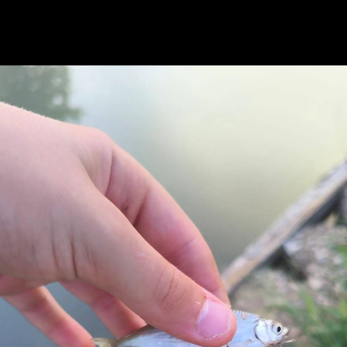 The most recent F1 carp catches on Fishbrain