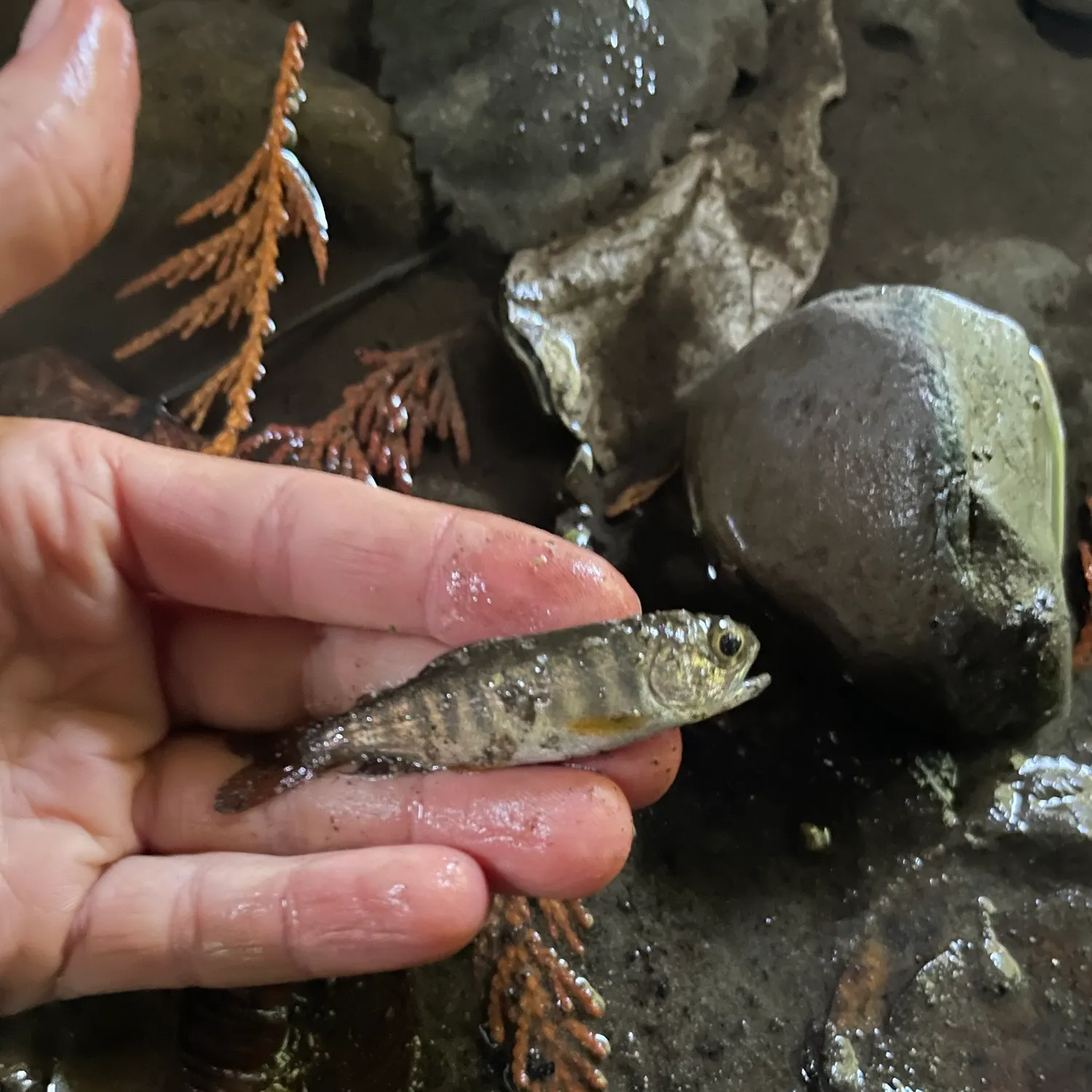 Chum salmon caught on Fishbrain