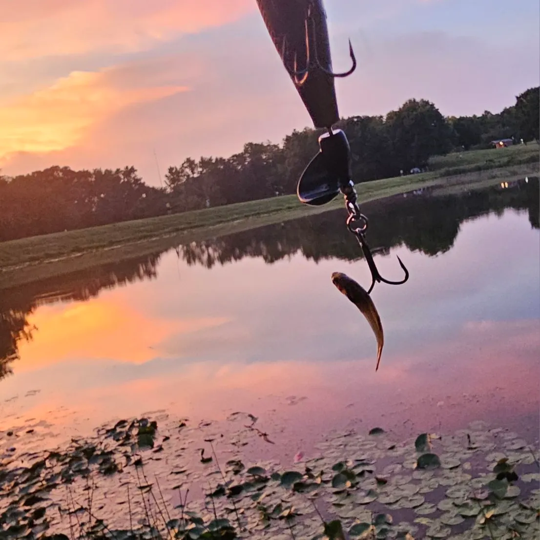 Eastern silvery minnow caught on Fishbrain