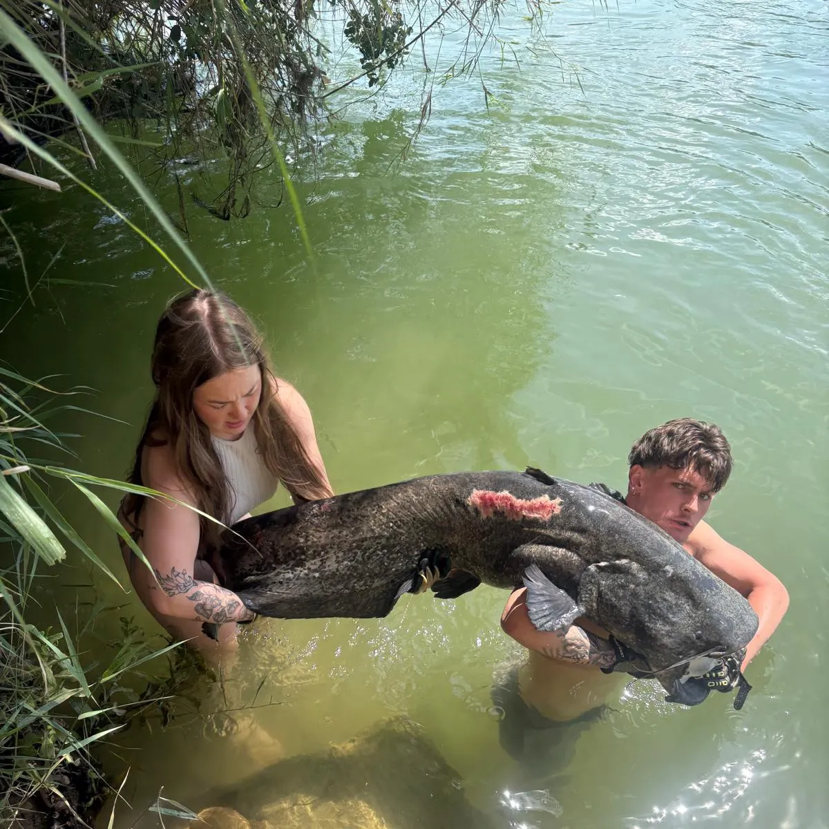 Wels catfish caught on Fishbrain