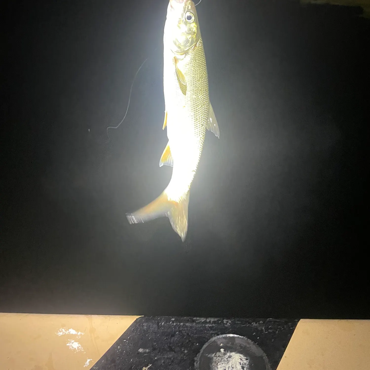 The most recent Big-scaled redfin catches on Fishbrain