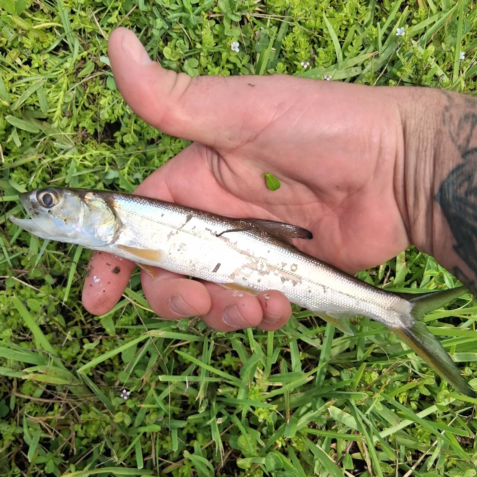 The most recent Ladyfish catches on Fishbrain