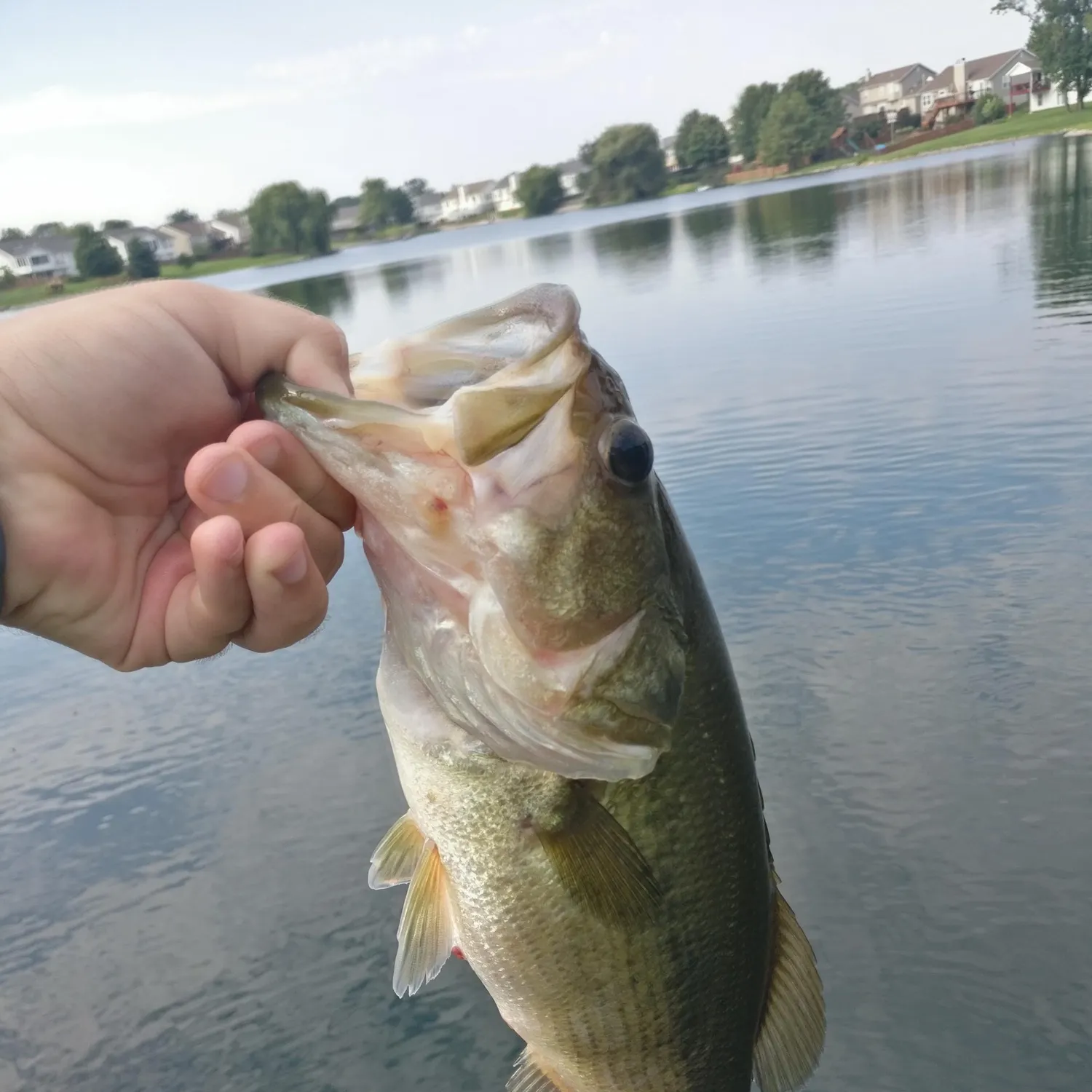 The most recent Japanese meagre catches on Fishbrain