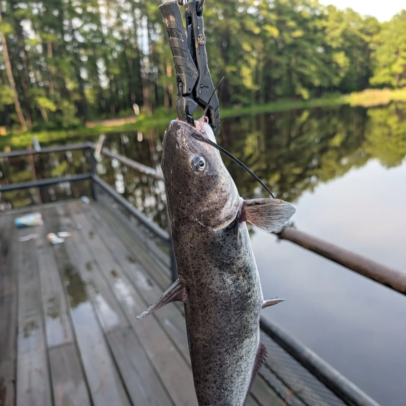 Channel catfish caught on Fishbrain