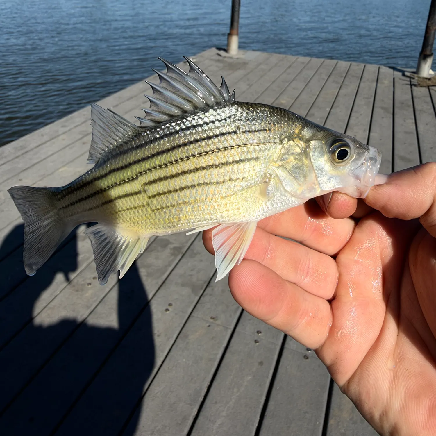 Yellow bass caught on Fishbrain