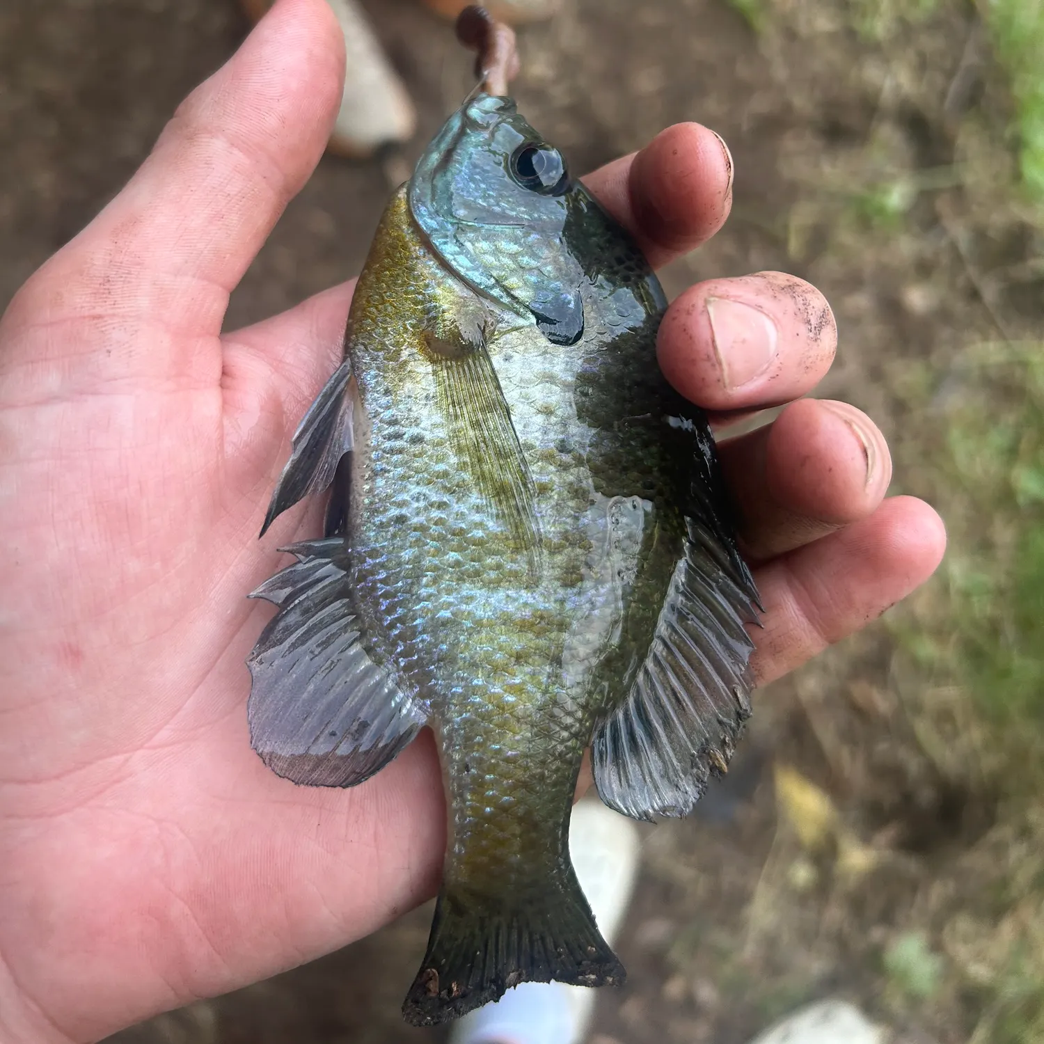 Bluegill caught on Fishbrain