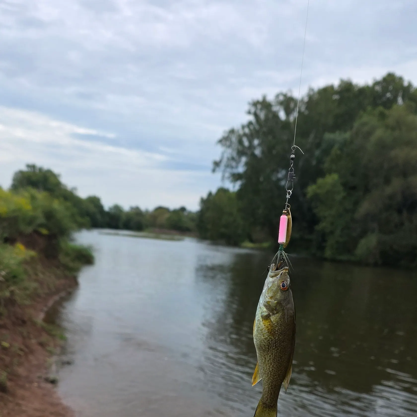 Smallmouth bass caught on Fishbrain