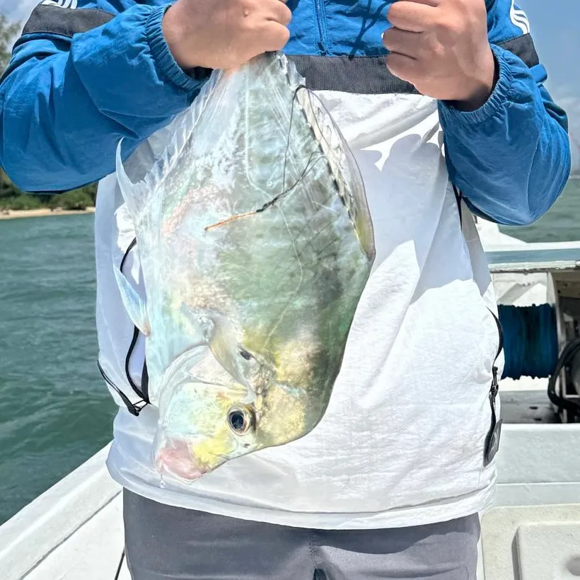 The most recent Indian threadfish catches on Fishbrain