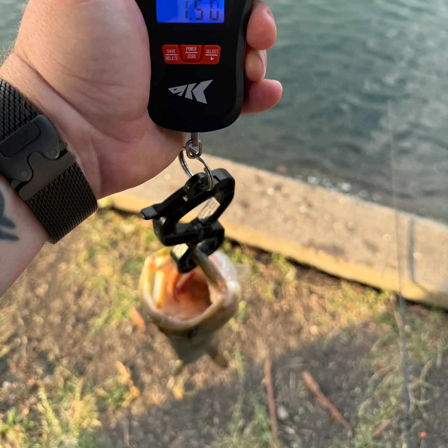 Largemouth bass caught on Fishbrain