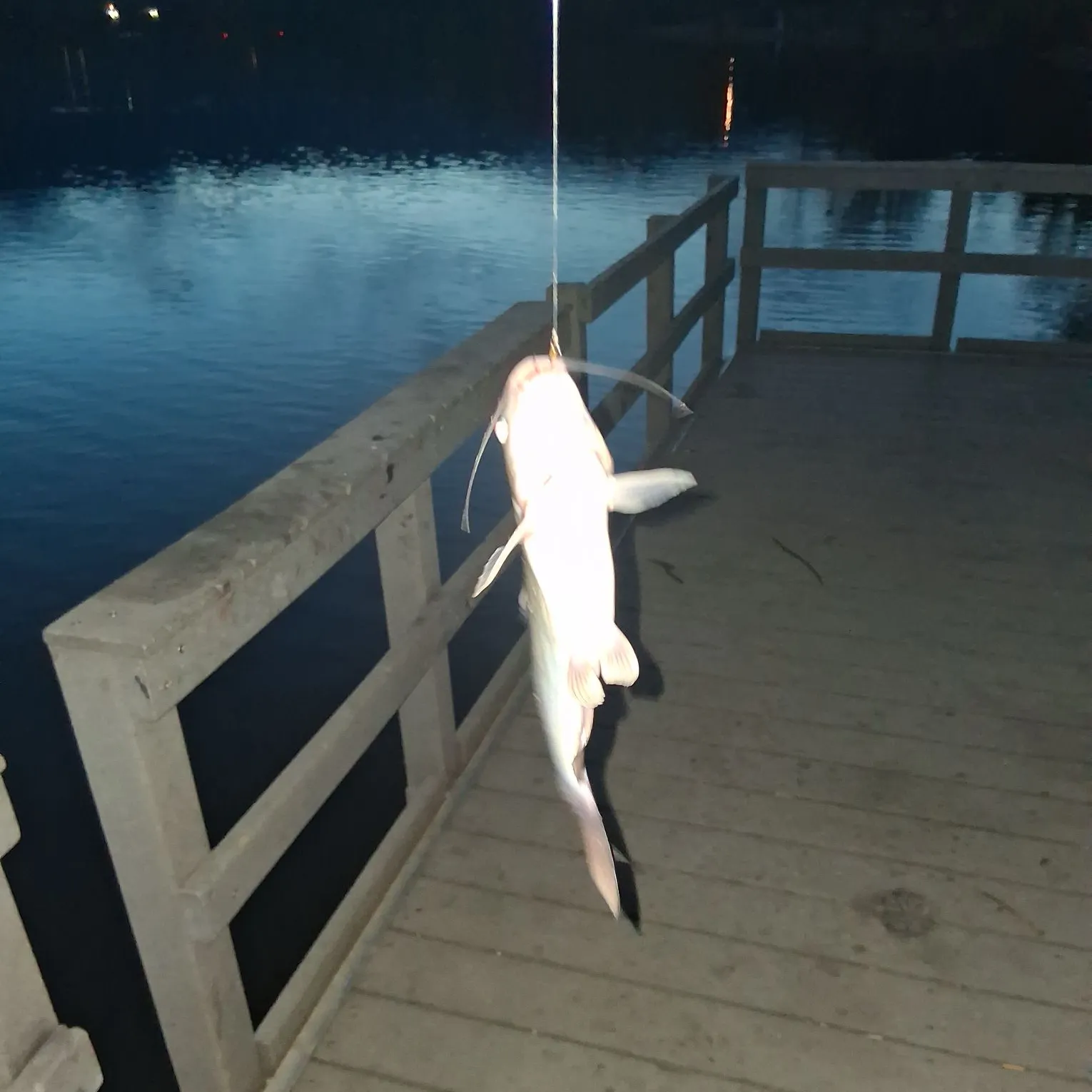 Blue catfish caught on Fishbrain