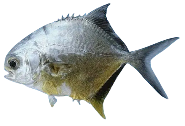 Blackblotch pompano