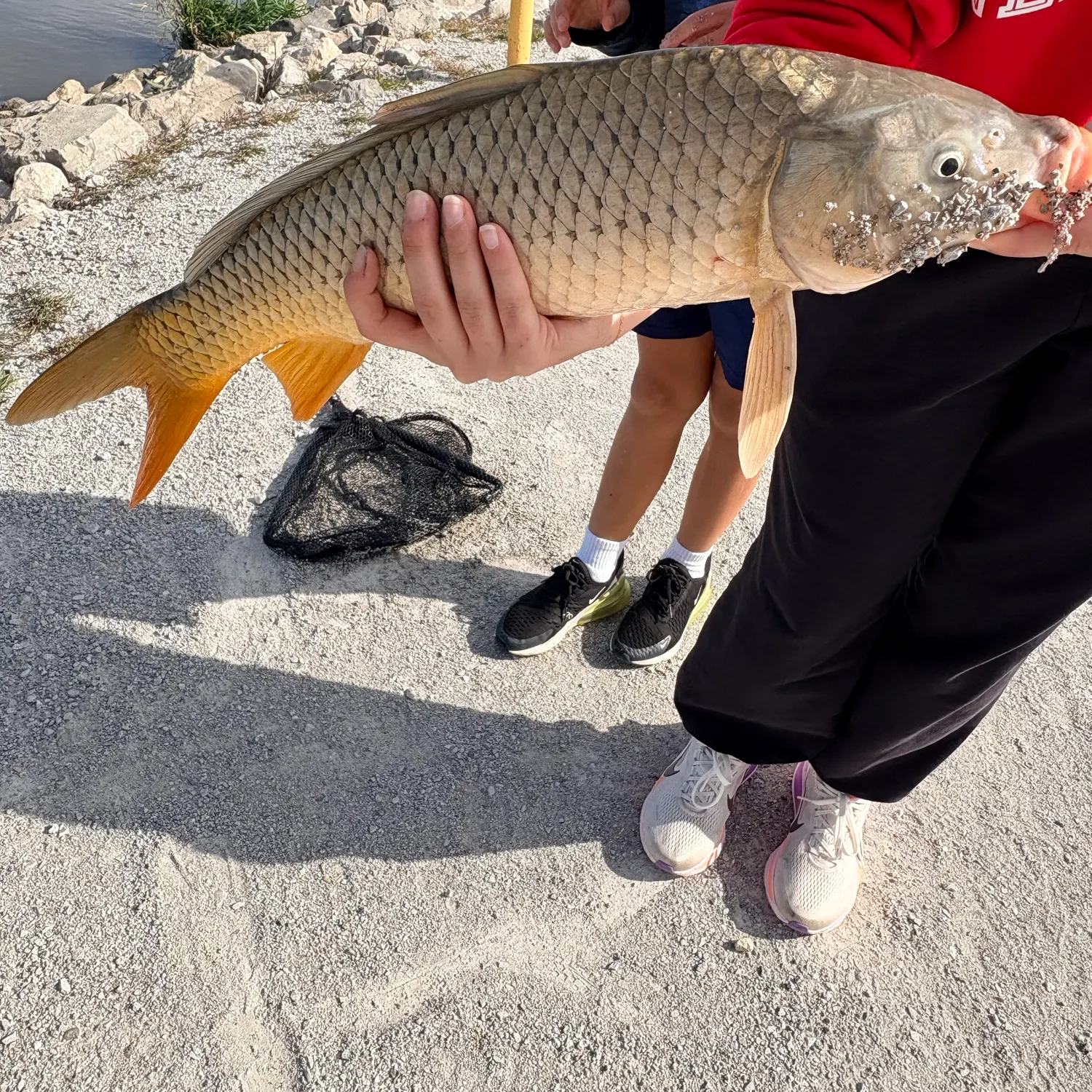 Common carp caught on Fishbrain