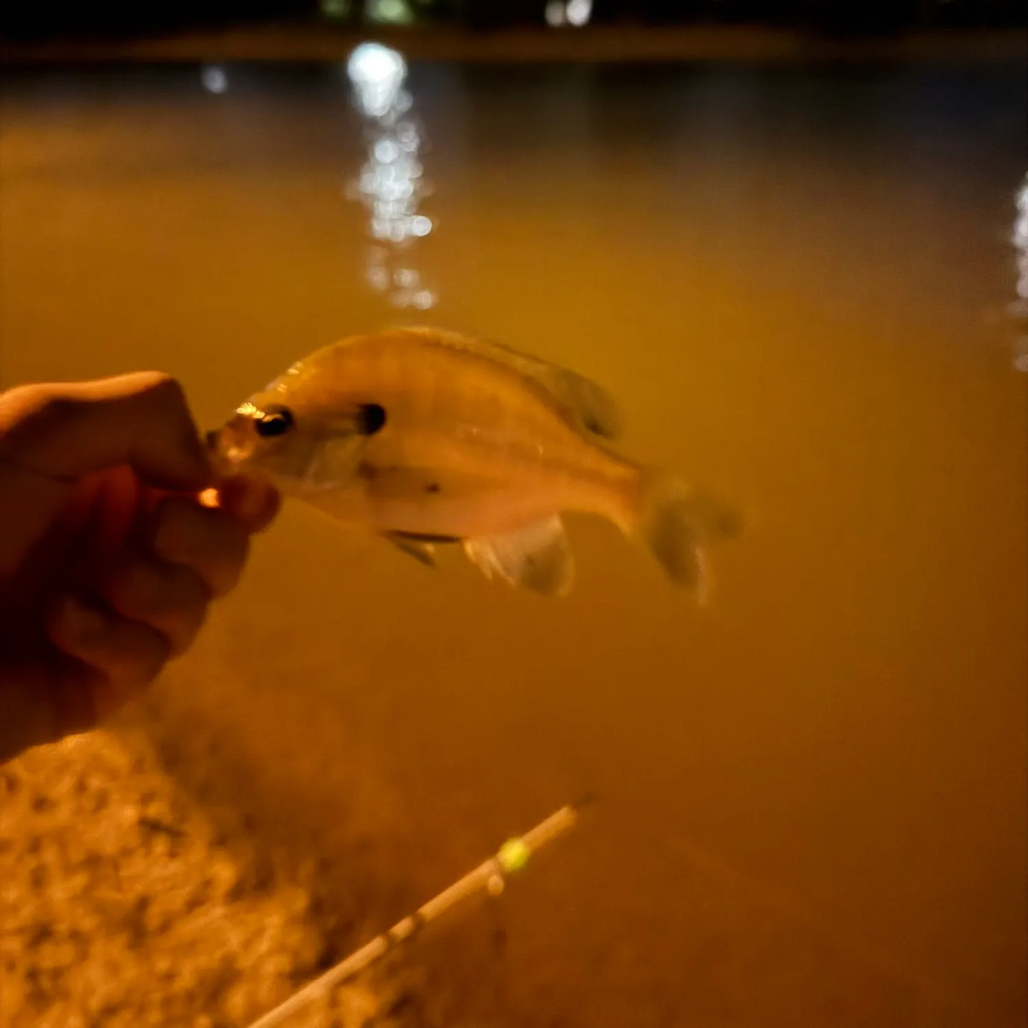 Bluegill caught on Fishbrain