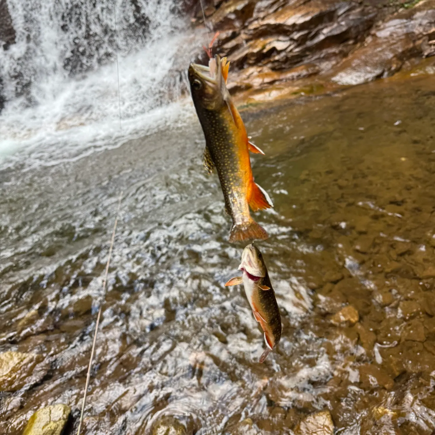 recently logged catches