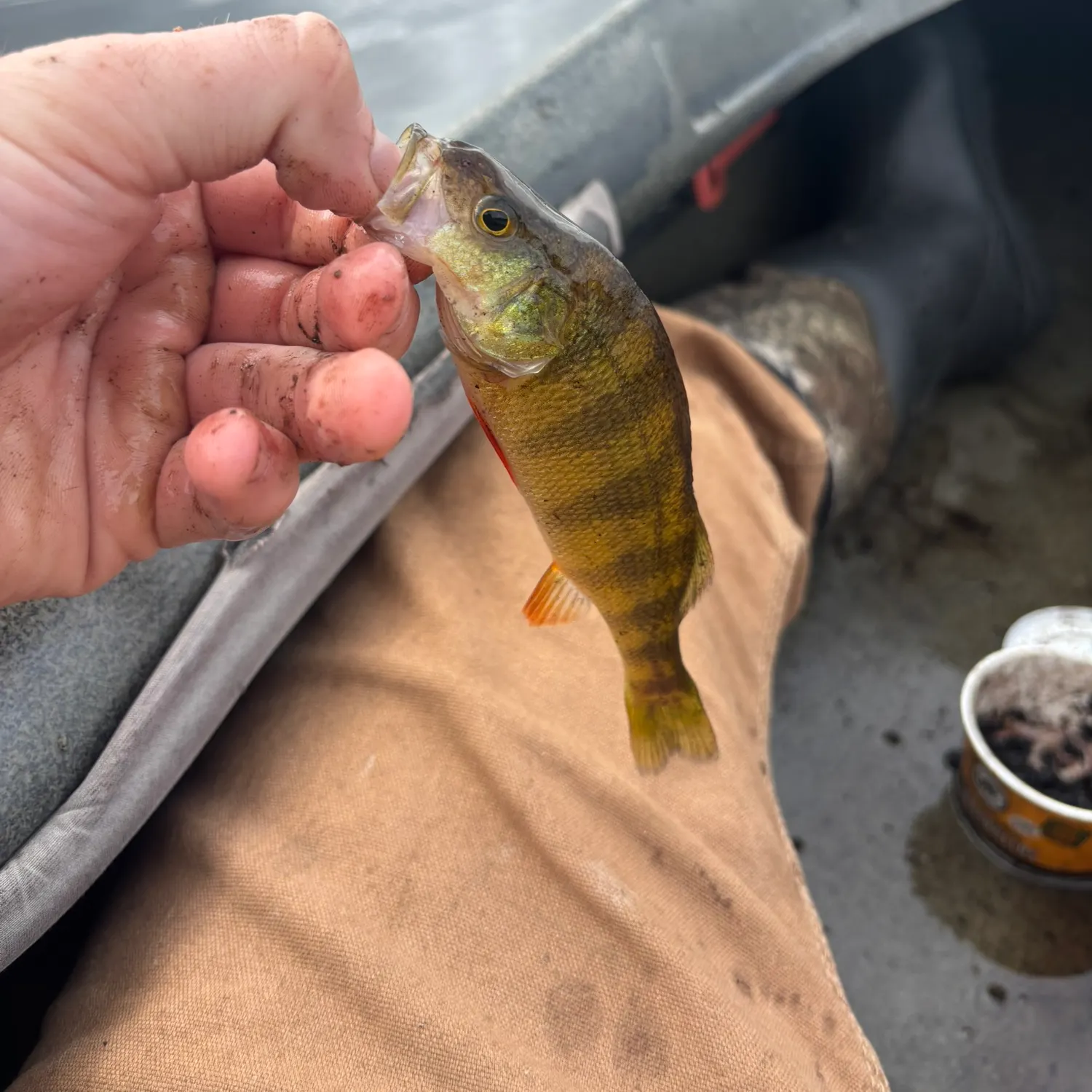 Yellow perch caught on Fishbrain