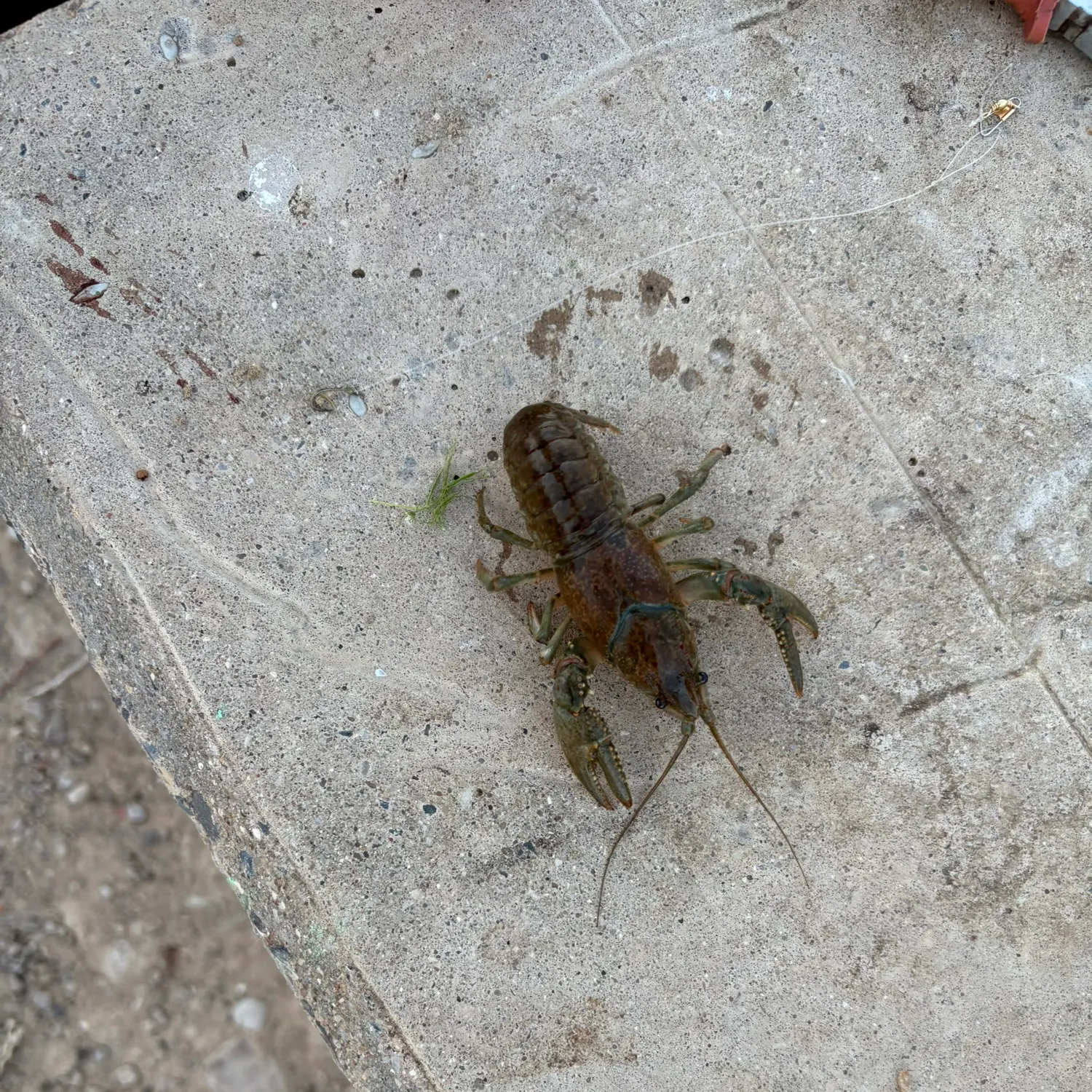 The most recent Signal crayfish catches on Fishbrain