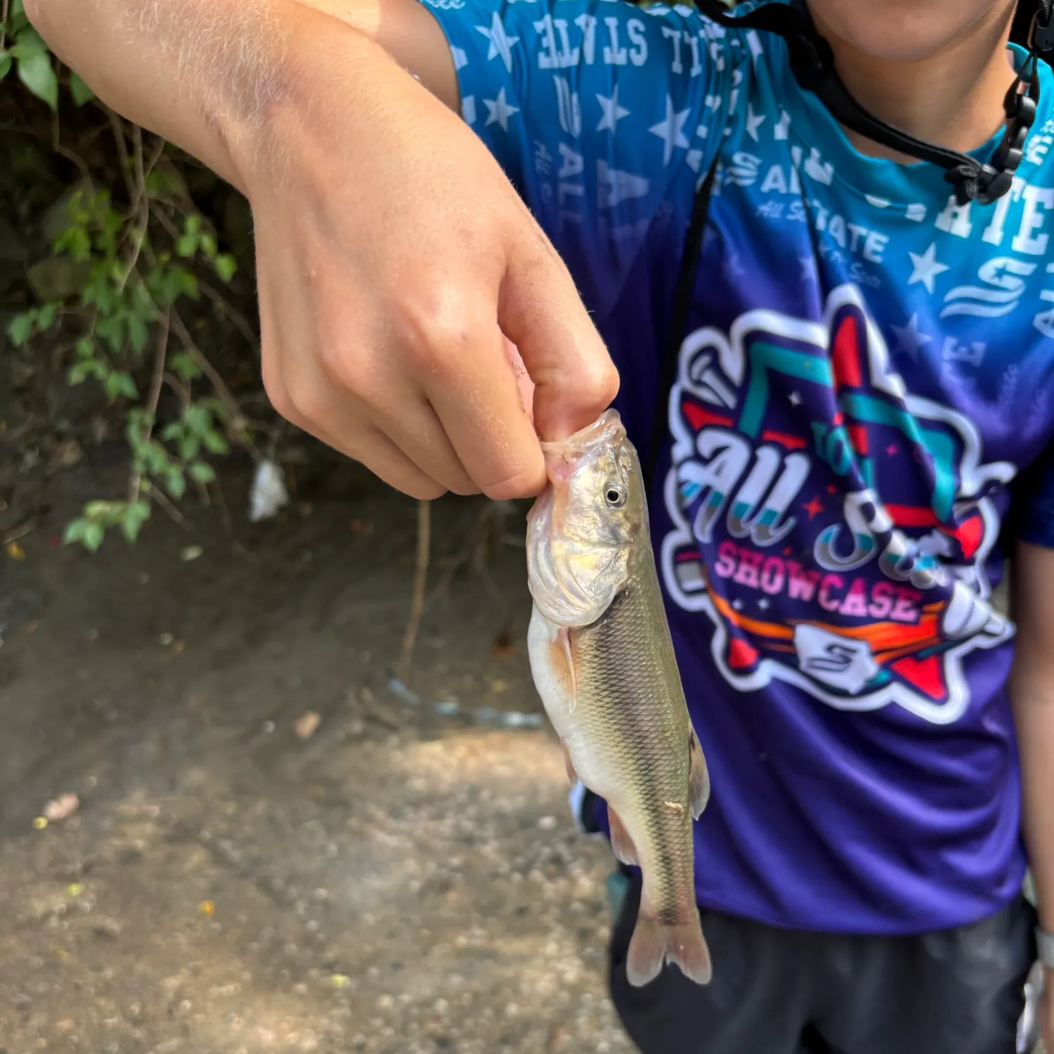 Creek chub caught on Fishbrain