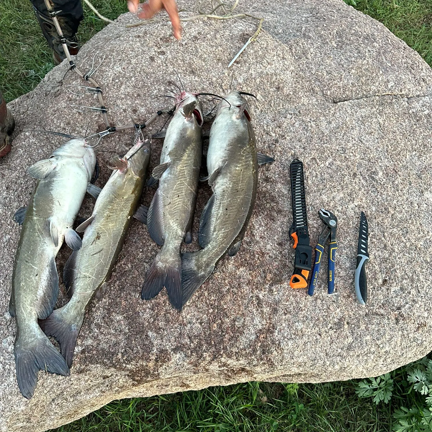 recently logged catches