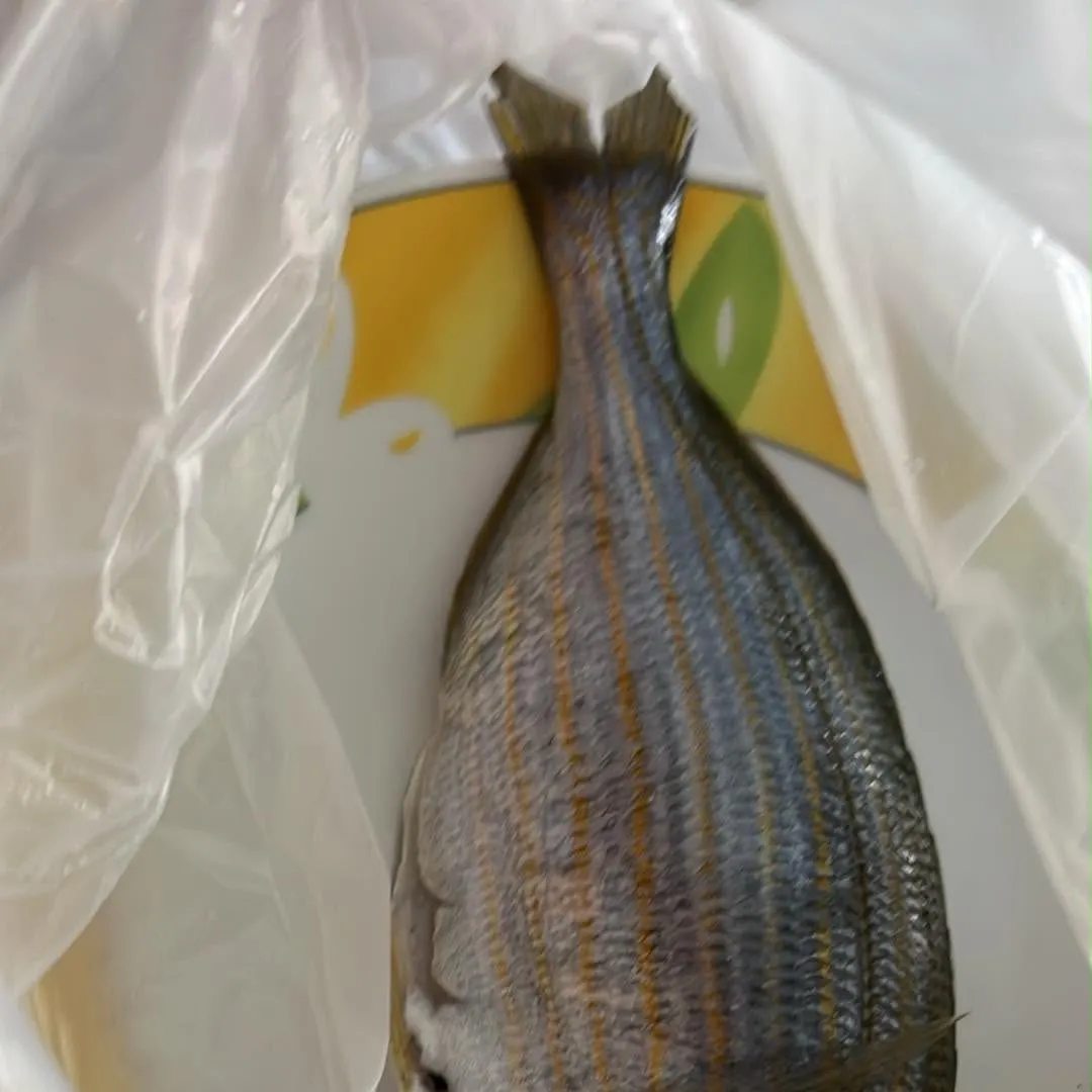 The most recent Salema porgy catches on Fishbrain