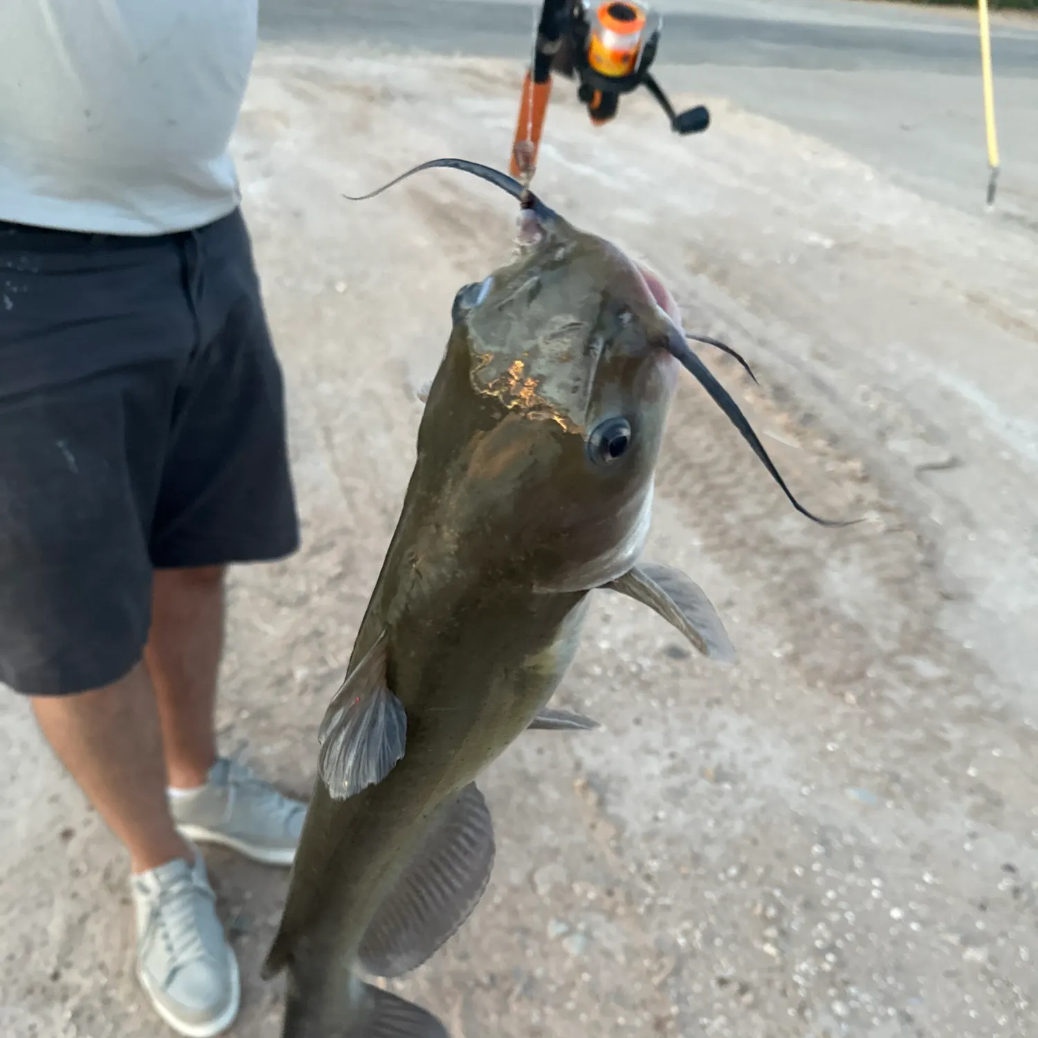 Channel catfish caught on Fishbrain