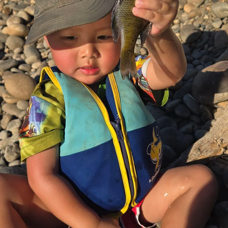 Bluegill caught on Fishbrain