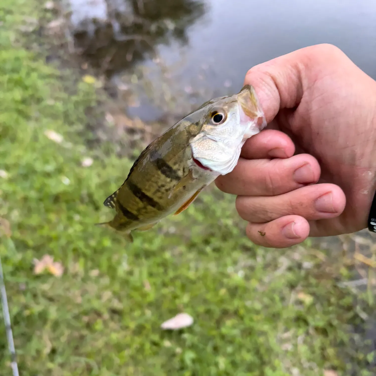 The most recent Butterfly peacock bass catches on Fishbrain