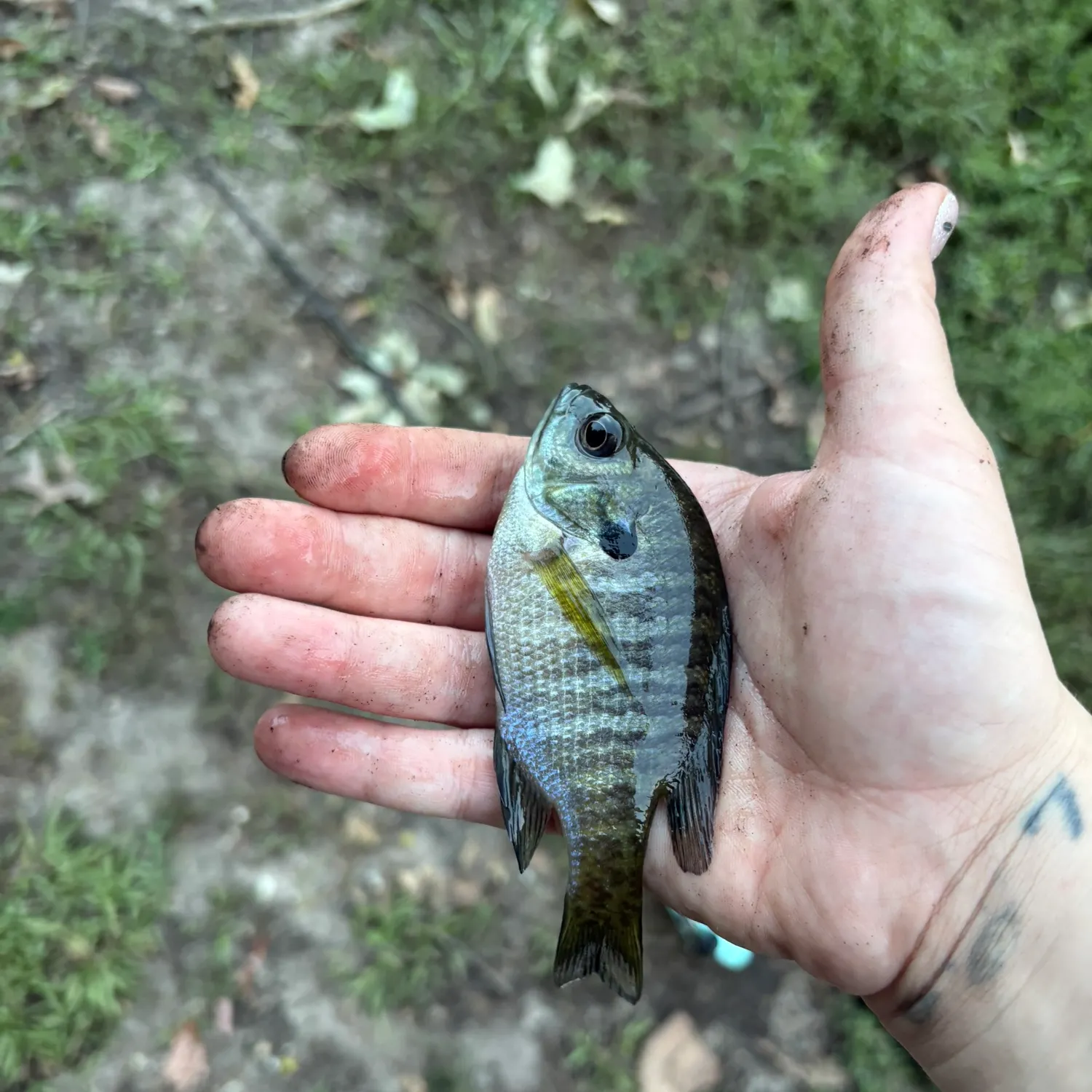 Bluegill caught on Fishbrain