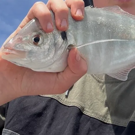 White trevally caught on Fishbrain