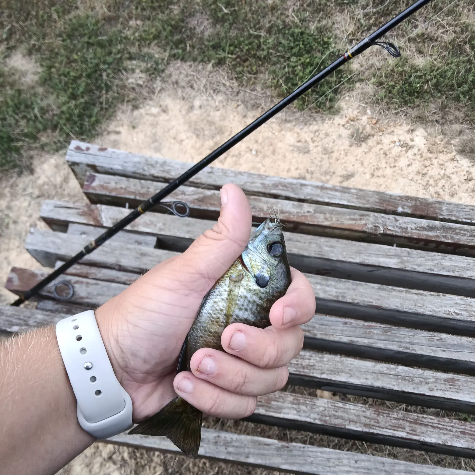 Bluegill caught on Fishbrain