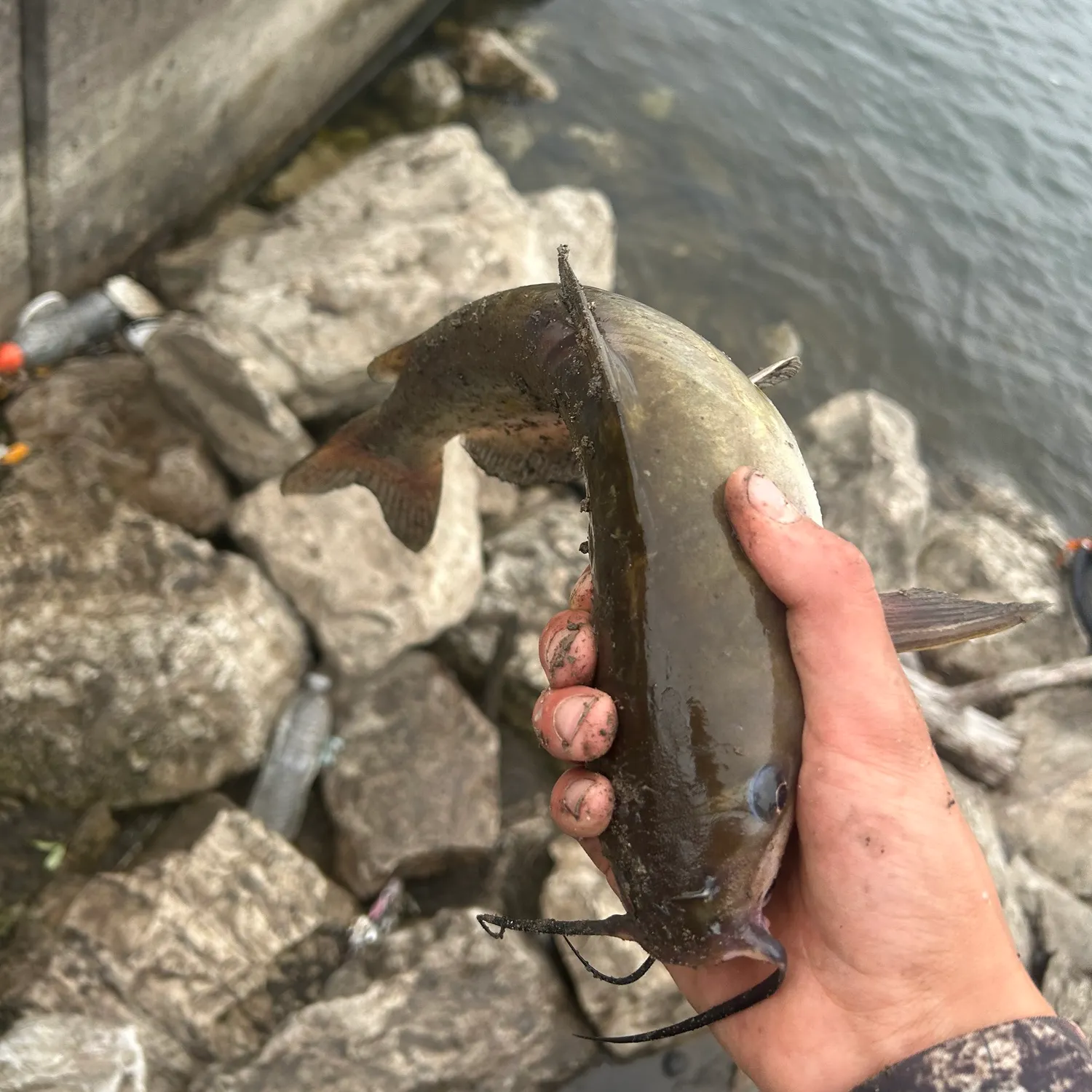 Channel catfish caught on Fishbrain