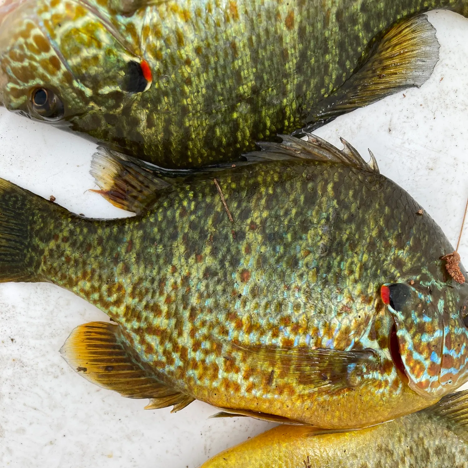 recently logged catches