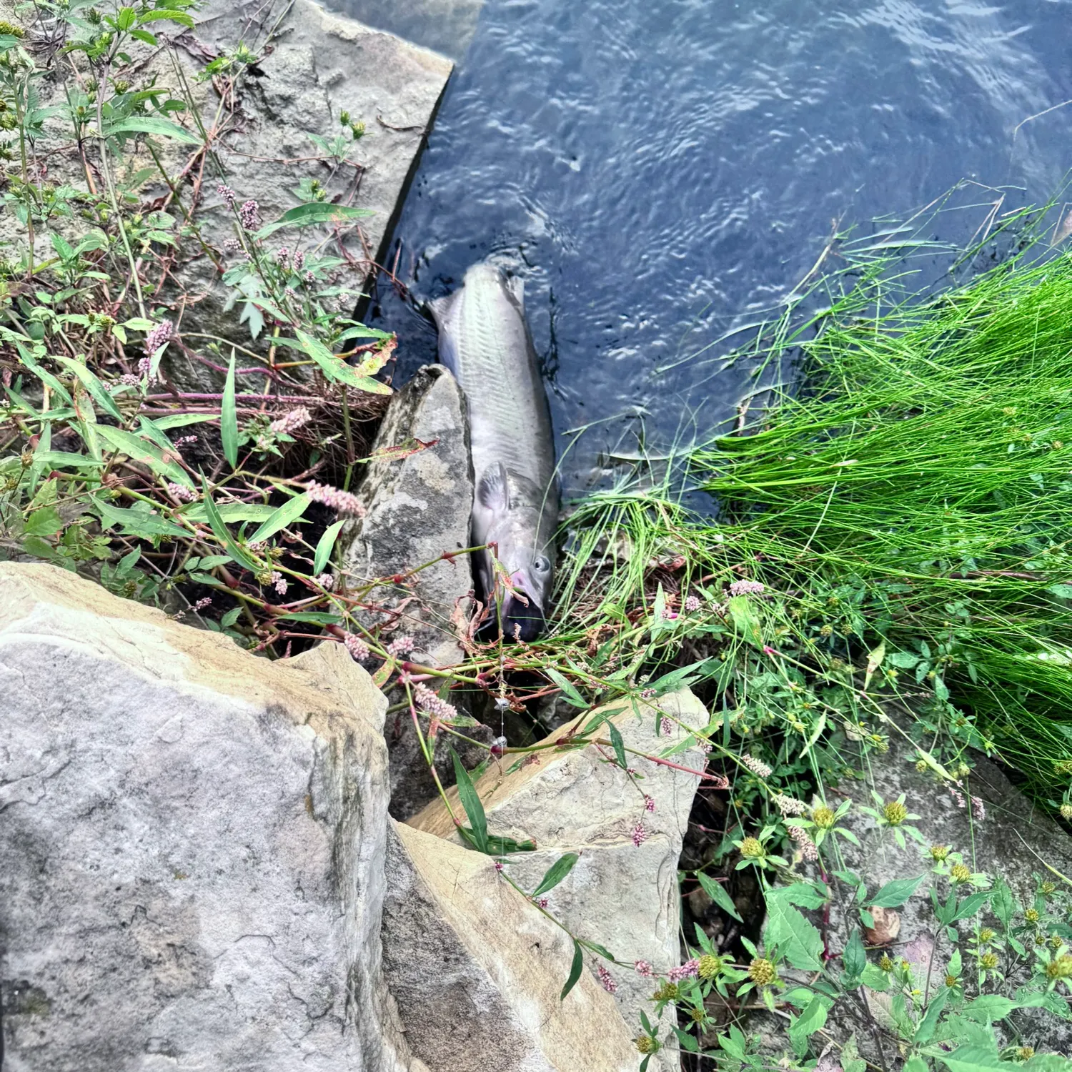 Channel catfish caught on Fishbrain