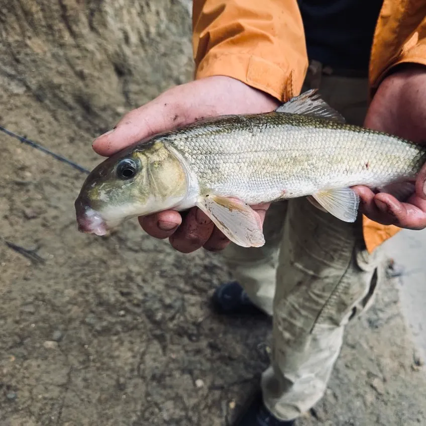 White sucker caught on Fishbrain