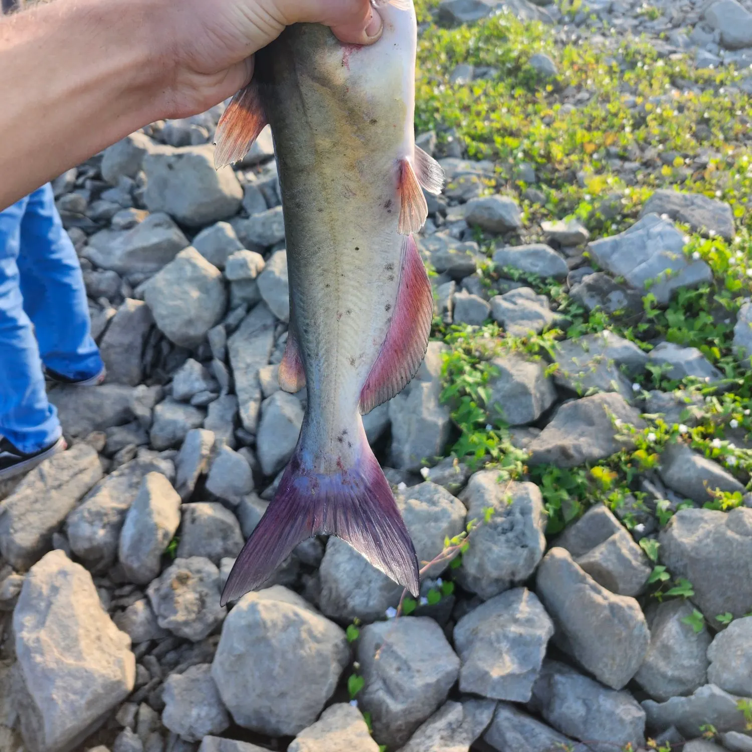Channel catfish caught on Fishbrain